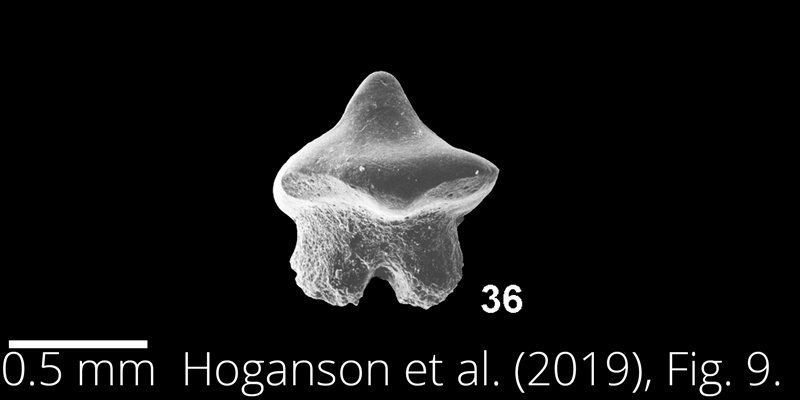 <i> Dasyatis northdakotaensis </i> from the Maastrichtian Fox Hills Fm. of North Dakota. Image is derived from Hoganson et al. (2019; Bulletins of American Paleontology No. 398) and is used here with permission of the Paleontological Research Institution, which retains the copyright.