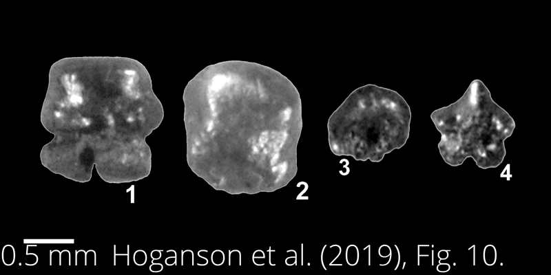 <i> Dasyatis northdakotaensis </i> from the Maastrichtian Fox Hills Fm. of North Dakota. Image is derived from Hoganson et al. (2019; Bulletins of American Paleontology No. 398) and is used here with permission of the Paleontological Research Institution, which retains the copyright.