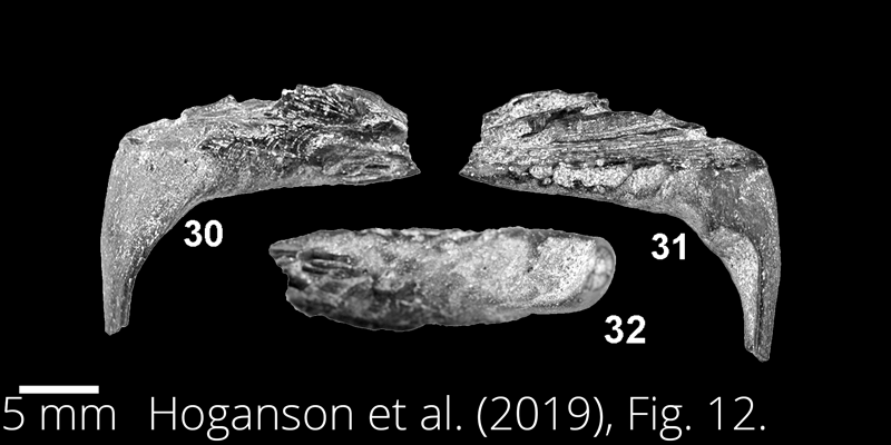 <i> Enchodus ferox </i> from the Maastrichtian Fox Hills Fm. of North Dakota. Image is derived from Hoganson et al. (2019; Bulletins of American Paleontology No. 398) and is used here with permission of the Paleontological Research Institution, which retains the copyright.