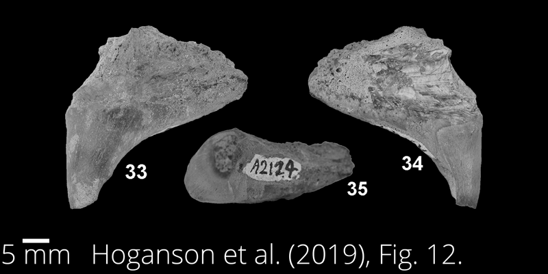 <i> Enchodus ferox </i> from the Maastrichtian Fox Hills Fm. of North Dakota. Image is derived from Hoganson et al. (2019; Bulletins of American Paleontology No. 398) and is used here with permission of the Paleontological Research Institution, which retains the copyright.