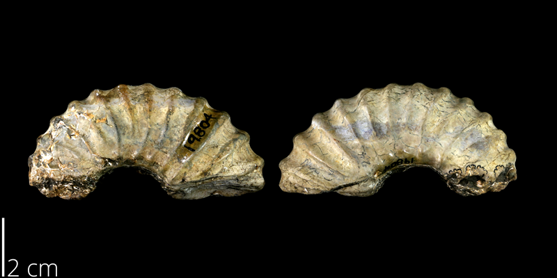 <i> Eucalycoceras dentonense </i> from the Late Cretaceous Britton Fm. of Denton County, Texas (UT 19804).