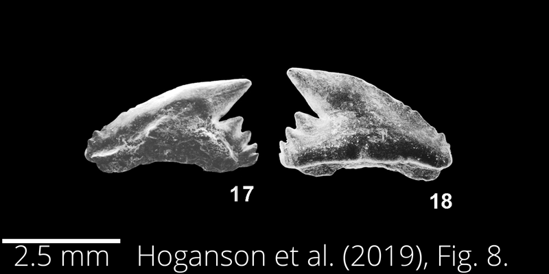 <i> Galeorhinus girardoti </i> from the Maastrichtian Fox Hills Fm. of North Dakota. Image is derived from Hoganson et al. (2019; Bulletins of American Paleontology No. 398) and is used here with permission of the Paleontological Research Institution, which retains the copyright.