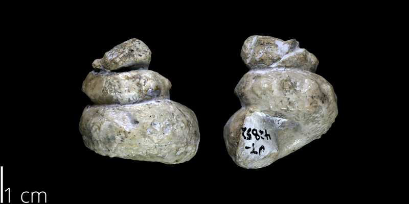 <i> Hypoturrilites tuberculatus </i> from the Late Cretaceous Buda Limestone Fm. of Travis County, Texas (UT 42852).