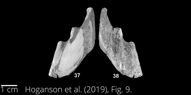 <i> Isychodus rayhassi </i> from the Maastrichtian Fox Hills Fm. of North Dakota. Image is derived from Hoganson et al. (2019; Bulletins of American Paleontology No. 398) and is used here with permission of the Paleontological Research Institution, which retains the copyright.