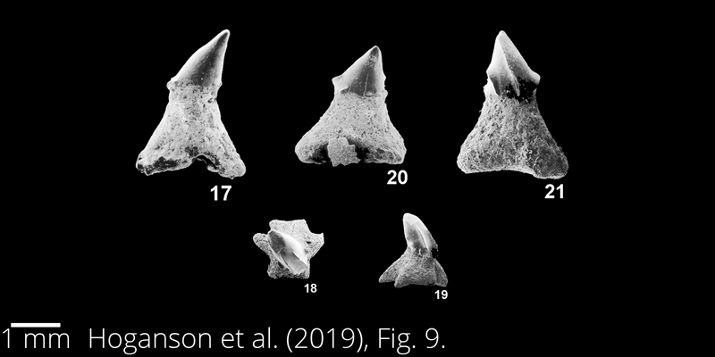 <i> Ischyrhiza avonicola </i> from the Maastrichtian Fox Hills Fm. of North Dakota. Image is derived from Hoganson et al. (2019; Bulletins of American Paleontology No. 398) and is used here with permission of the Paleontological Research Institution, which retains the copyright.