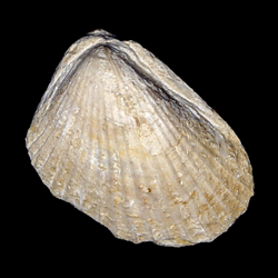 Lima wacoensis