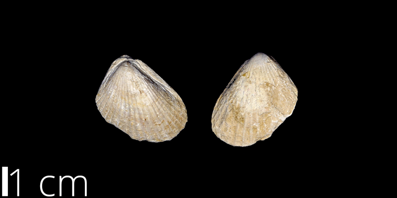 <i> Lima wacoensis </i> from the Albian Comanche Peak Limestone Fm. of Garza County, Texas (UNM 86).