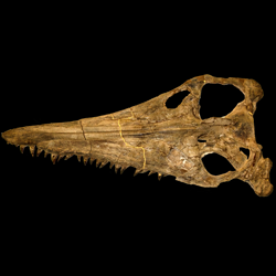 Megacephalosaurus eulerti