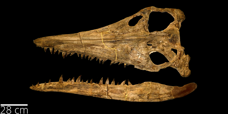 <i> Megacephalosaurus eulerti </i> from the Turonian Greenhorn Fm. of Russell County, Kansas (FHSM 321).