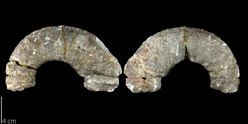 <i> Menabites belli </i> from the Late Cretaceous Burditt Marl Fm. of Travis County, Texas (UT 00013).