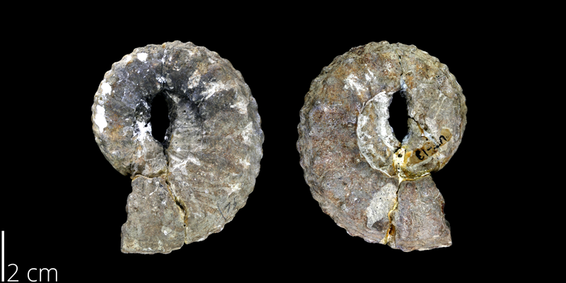 <i> Menabites belli </i> from the Late Cretaceous Burditt Marl Fm. of Travis County, Texas (UT 00013).