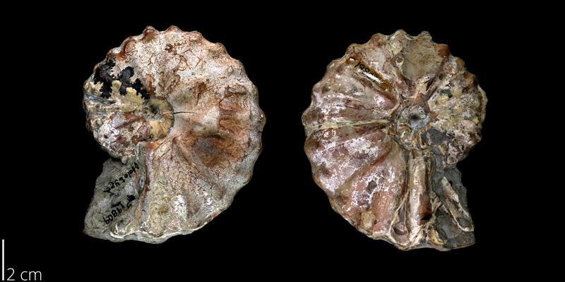 <i> Metoicoceras ornatum </i> from the Late Cretaceous Britton Fm. of Texas (BEG 19809).