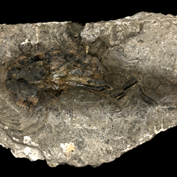 Vampyromorpha