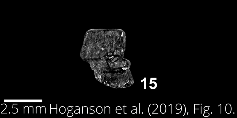 <i> Myliobatis foxhillsensis </i> from the Maastrichtian Fox Hills Fm. of North Dakota. Image is derived from Hoganson et al. (2019; Bulletins of American Paleontology No. 398) and is used here with permission of the Paleontological Research Institution, which retains the copyright.