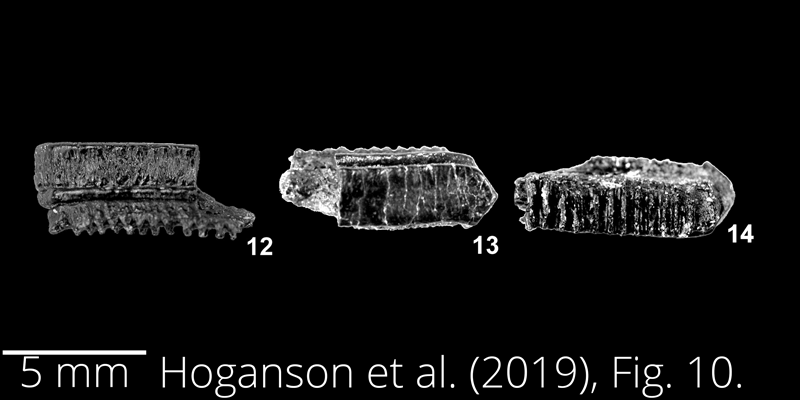 <i> Myliobatis foxhillsensis </i> from the Maastrichtian Fox Hills Fm. of North Dakota. Image is derived from Hoganson et al. (2019; Bulletins of American Paleontology No. 398) and is used here with permission of the Paleontological Research Institution, which retains the copyright.