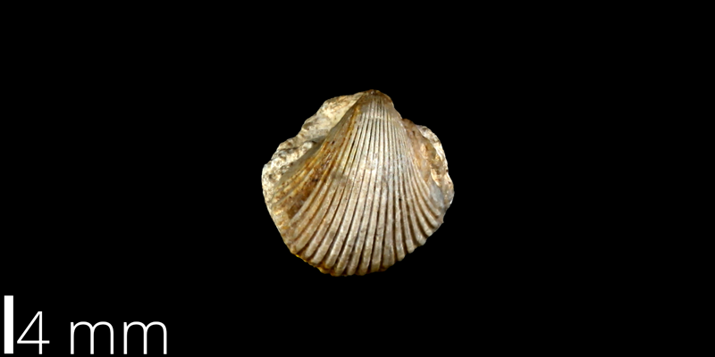 <i> Neithea boesei </i> from the Late Cretaceous Buda Limestone Fm. of Travis County, Texas (UT 30053).