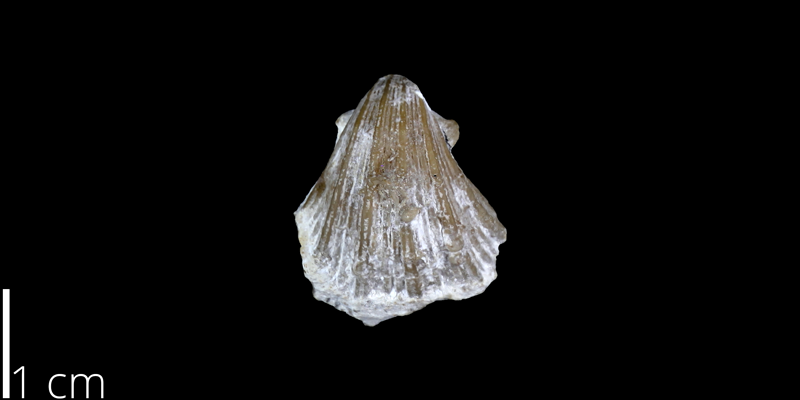 <i> Neithea budaensis </i> from the Cenomanian Buda Limestone Fm. of Travis County, Texas (UT 30063).