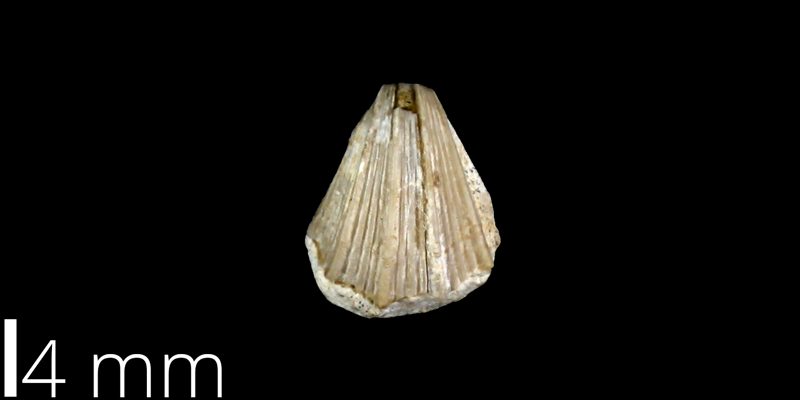 <i> Neithea hartmani </i> from the Late Cretaceous Pflugerville Fm. of Travis County, Texas (UT 30055).