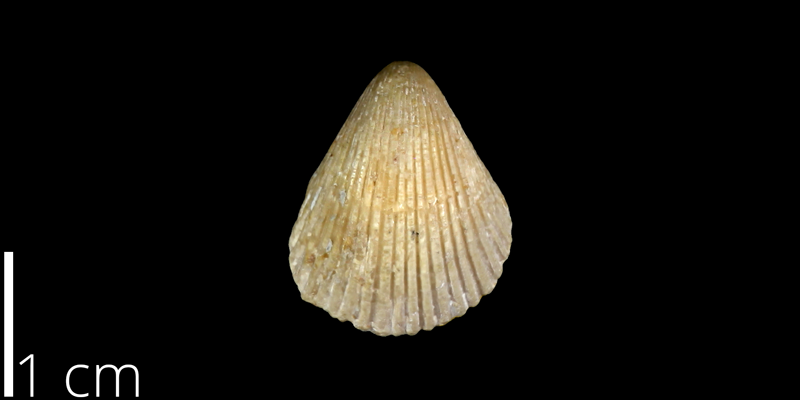 <i> Neithea simondsi </i> from the Late Cretaceous Buda Limestone Fm. of Travis County, Texas (UT 30045).