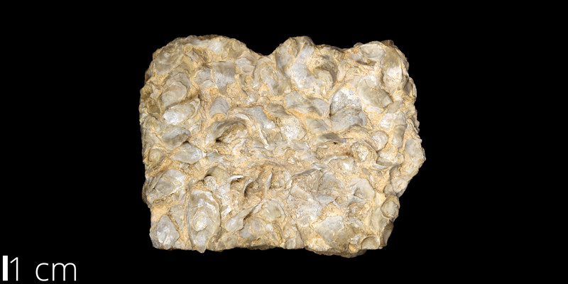 <i> Ostrea congesta </i> from the Cenomanian Niobrara Fm. of Nebraska (UNM 894).