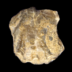 Ostrea sannionis