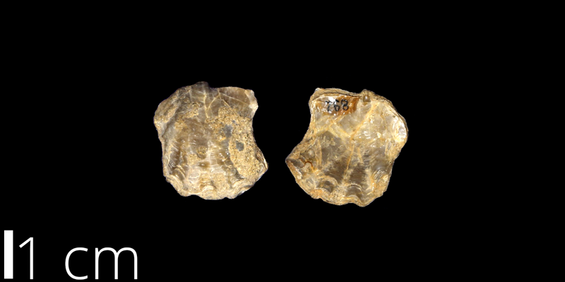 <i> Ostrea sannionis </i> from the Santonian/Campanian Mesaverde Fm. of Valencia County, New Mexico (UNM 892).