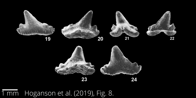 <i> Palaeogaleus navarroiensis </i> from the Maastrichtian Fox Hills Fm. of North Dakota. Image is derived from Hoganson et al. (2019; Bulletins of American Paleontology No. 398) and is used here with permission of the Paleontological Research Institution, which retains the copyright.