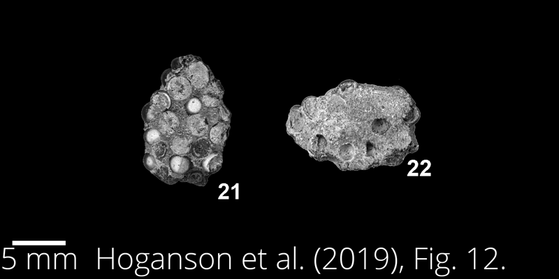 <i> Paralbula casei </i> from the Maastrichtian Fox Hills Fm. of North Dakota. Image is derived from Hoganson et al. (2019; Bulletins of American Paleontology No. 398) and is used here with permission of the Paleontological Research Institution, which retains the copyright.