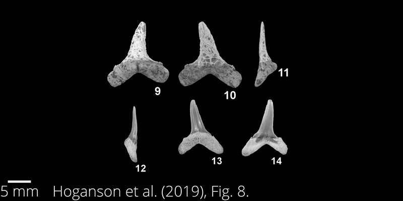 <i> Paranomotodon toddi </i> from the Maastrichtian Fox Hills Fm. of North Dakota. Image is derived from Hoganson et al. (2019; Bulletins of American Paleontology No. 398) and is used here with permission of the Paleontological Research Institution, which retains the copyright. 