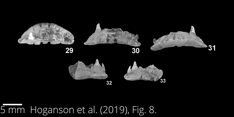 <i> Paraorthacodus andersoni </i> from the Maastrichtian Fox Hills Fm. of North Dakota. Image is derived from Hoganson et al. (2019; Bulletins of American Paleontology No. 398) and is used here with permission of the Paleontological Research Institution, which retains the copyright.