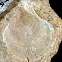 Pecten siederensis