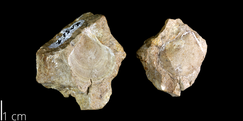 <i> Pecten siederensis </i> from the Late Cretaceous Buda Limestone Fm. of Travis County, Texas (UT 6919).