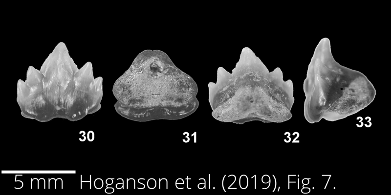 <i> Plicatoscyllium derameei </i> from the Maastrichtian Fox Hills Fm. of North Dakota. Image is derived from Hoganson et al. (2019; Bulletins of American Paleontology No. 398) and is used here with permission of the Paleontological Research Institution, which retains the copyright.