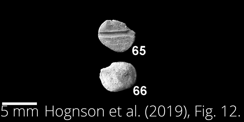 <i> Pollerspoeckia siegsdorfensis </i> from the Maastrichtian Fox Hills Fm. of North Dakota. Image is derived from Hoganson et al. (2019; Bulletins of American Paleontology No. 398) and is used here with permission of the Paleontological Research Institution, which retains the copyright.