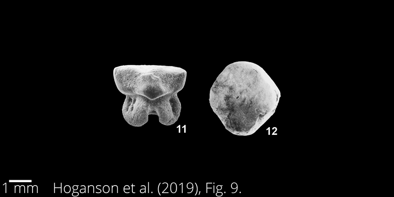 <i> Protoplatyrhina renae </i> from the Maastrichtian Fox Hills Fm. of North Dakota. Image is derived from Hoganson et al. (2019; Bulletins of American Paleontology No. 398) and is used here with permission of the Paleontological Research Institution, which retains the copyright.