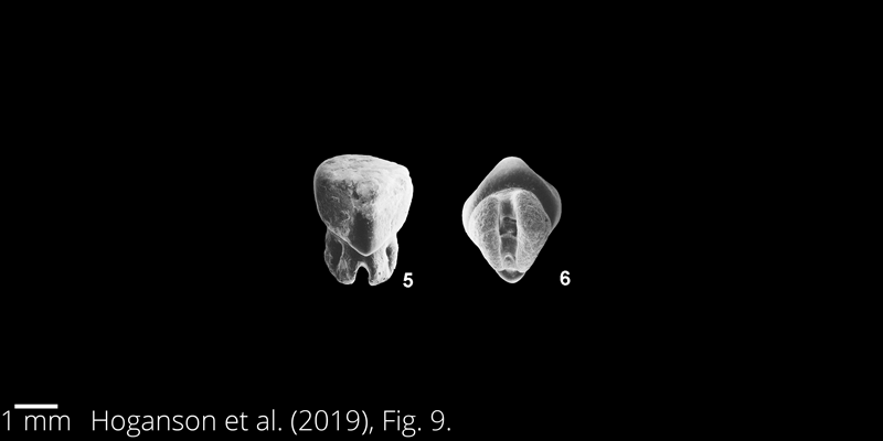 <i> Pseudohypolophus mcnultyi </i> from the Maastrichtian Fox Hills Fm. of North Dakota. Image is derived from Hoganson et al. (2019; Bulletins of American Paleontology No. 398) and is used here with permission of the Paleontological Research Institution, which retains the copyright.