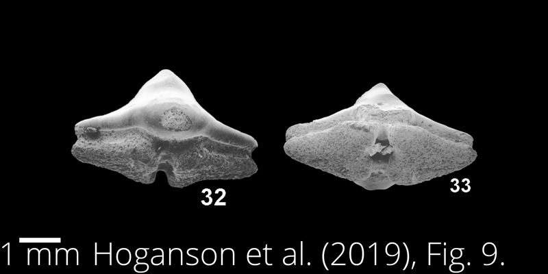 <i> Ptychotrygon greybullensis </i> from the Maastrichtian Fox Hills Fm. of North Dakota. Image is derived from Hoganson et al. (2019; Bulletins of American Paleontology No. 398) and is used here with permission of the Paleontological Research Institution, which retains the copyright.