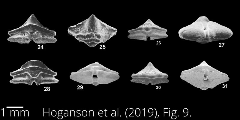 <i> Ptychotrygon winni </i> from the Maastrichtian Fox Hills Fm. of North Dakota. Image is derived from Hoganson et al. (2019; Bulletins of American Paleontology No. 398) and is used here with permission of the Paleontological Research Institution, which retains the copyright.