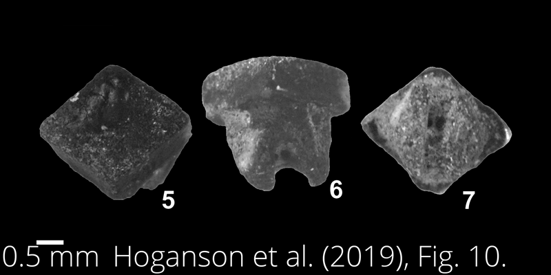 <i> Rhombodus levis </i> from the Maastrichtian Fox Hills Fm. of North Dakota. Image is derived from Hoganson et al. (2019; Bulletins of American Paleontology No. 398) and is used here with permission of the Paleontological Research Institution, which retains the copyright.