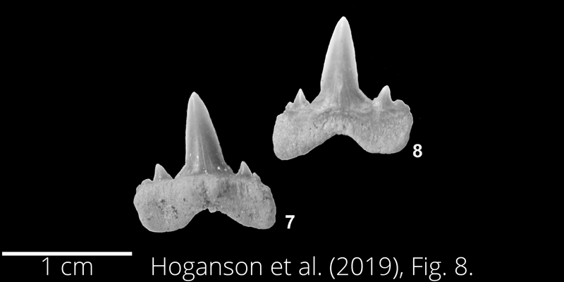 <i> Serratolamna serrata </i> from the Maastrichtian Fox Hills Fm. of North Dakota. Image is derived from Hoganson et al. (2019; Bulletins of American Paleontology No. 398) and is used here with permission of the Paleontological Research Institution, which retains the copyright.