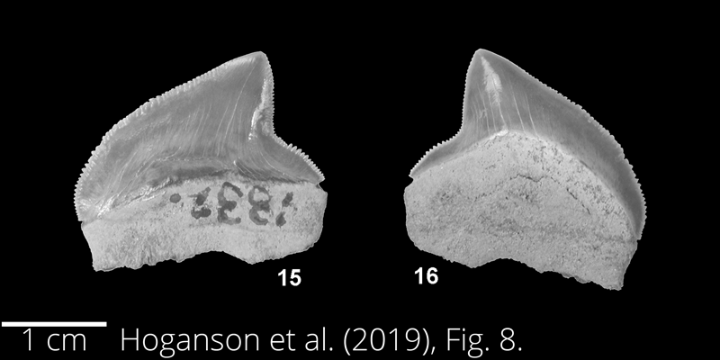 <i> Squalicorax pristodontus </i> from the Maastrichtian Fox Hills Fm. of North Dakota. Image is derived from Hoganson et al. (2019; Bulletins of American Paleontology No. 398) and is used here with permission of the Paleontological Research Institution, which retains the copyright.