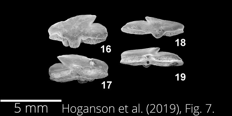 <i> Squalus ballingsloevensis </i> from the Maastrichtian Fox Hills Fm. of North Dakota. Image is derived from Hoganson et al. (2019; Bulletins of American Paleontology No. 398) and is used here with permission of the Paleontological Research Institution, which retains the copyright.