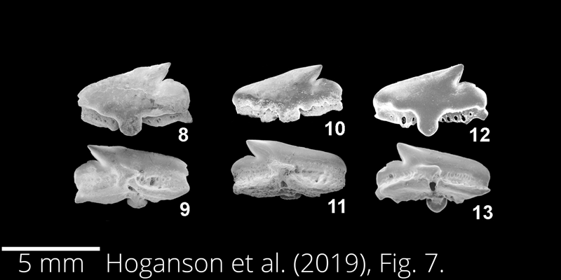 <i> Squalus ballingsloevensis </i> from the Maastrichtian Fox Hills Fm. of North Dakota. Image is derived from Hoganson et al. (2019; Bulletins of American Paleontology No. 398) and is used here with permission of the Paleontological Research Institution, which retains the copyright.