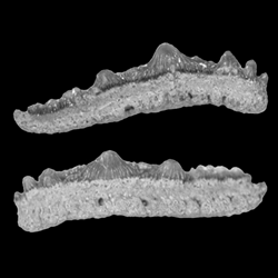 Paleospinacidae