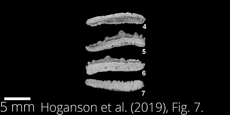 <i> Synechodus turneri </i> from the Maastrichtian Fox Hills Fm. of North Dakota. Image is derived from Hoganson et al. (2019; Bulletins of American Paleontology No. 398) and is used here with permission of the Paleontological Research Institution, which retains the copyright.