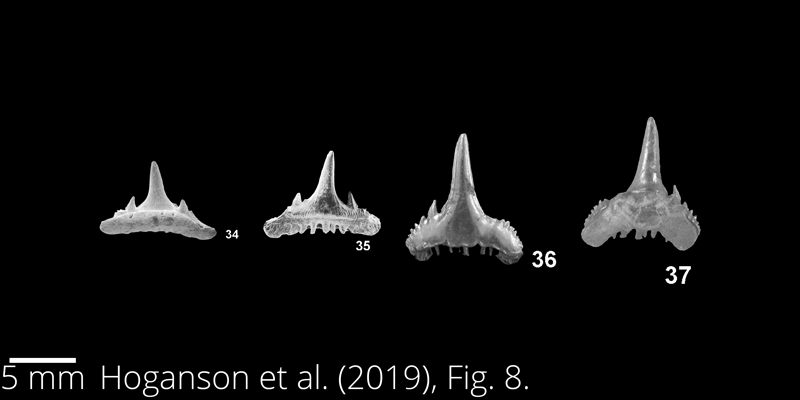 <i> Synechodus turneri </i> from the Maastrichtian Fox Hills Fm. of North Dakota. Image is derived from Hoganson et al. (2019; Bulletins of American Paleontology No. 398) and is used here with permission of the Paleontological Research Institution, which retains the copyright.