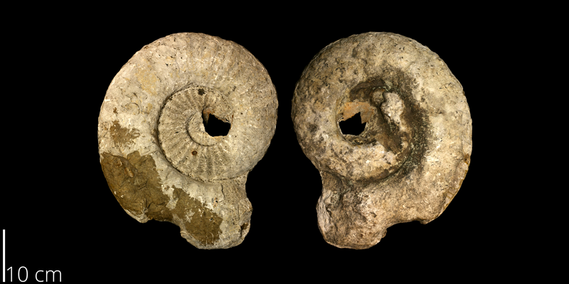 <i> Texanites shiloensis </i> from the Late Cretaceous Dessau Fm. of Williamson County, Texas (UT 1986).