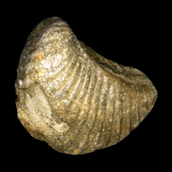 Trigonia clavigera