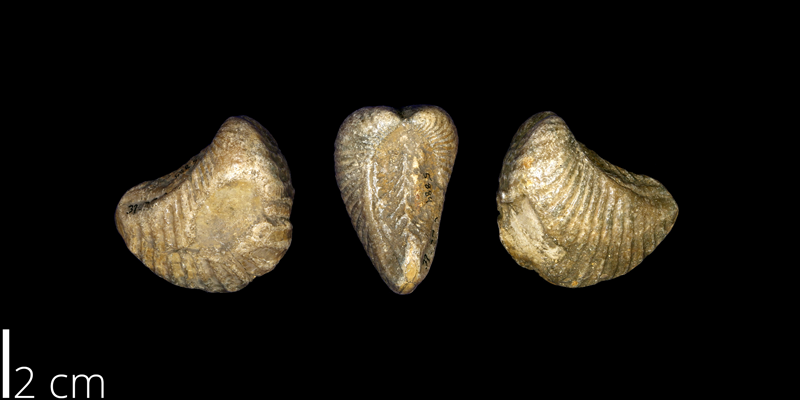 <i> Trigonia clavigera </i> from the Late Cretaceous Main Street Limestone Fm. of Denton County, Texas (UNM 5884).