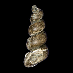 Turritella encrinoides